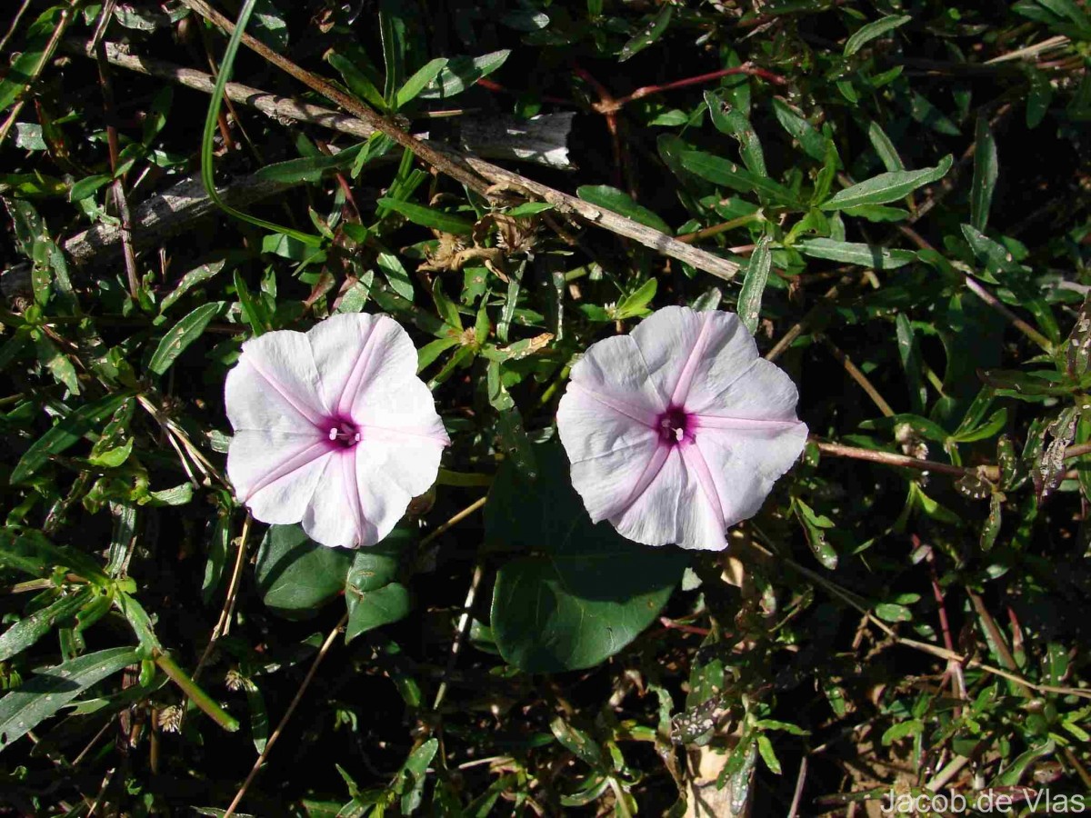 Ipomoea sagittifolia Burm.f.